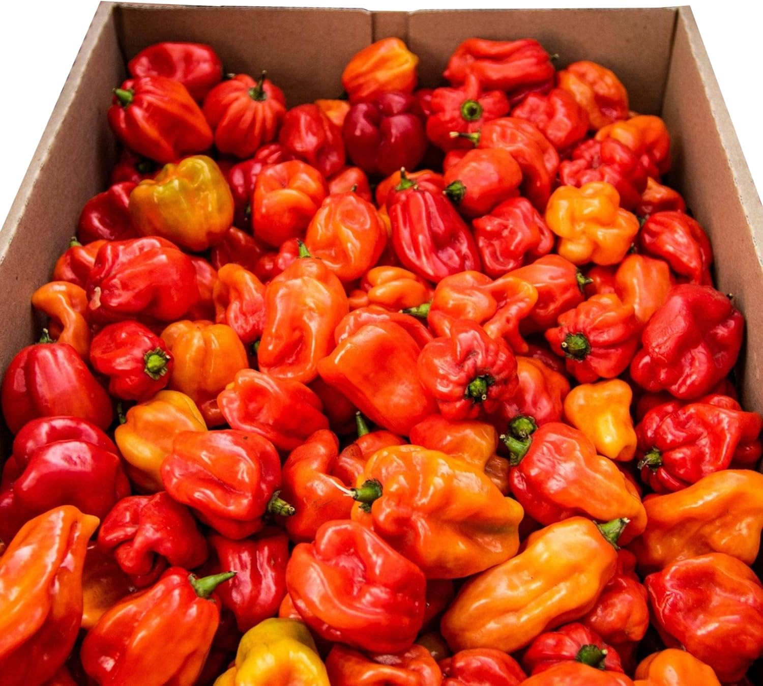 Ata rodo scotch Bonnet Hot Pepper 200g