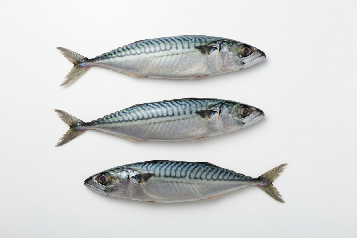 Mackerel Fish (Titus) 5KG