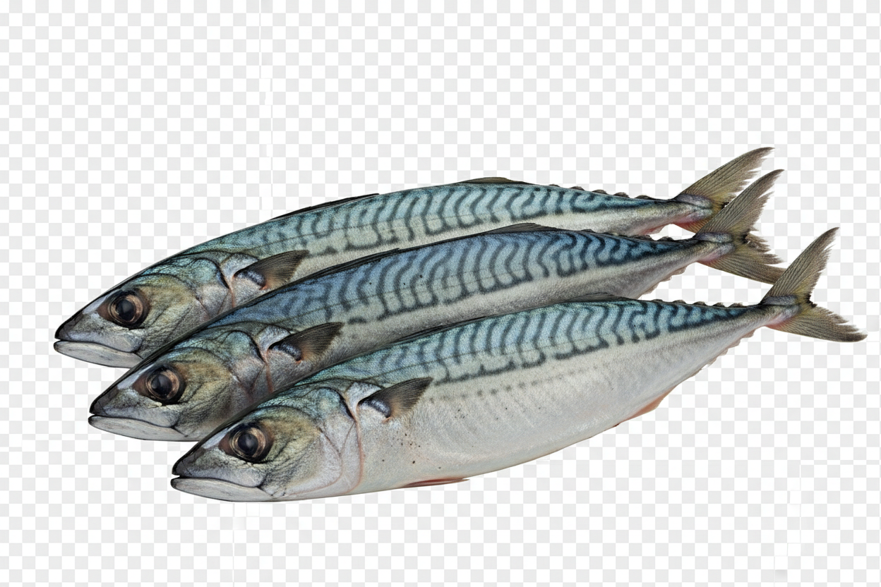 Mackerel Fish (Titus) 5KG