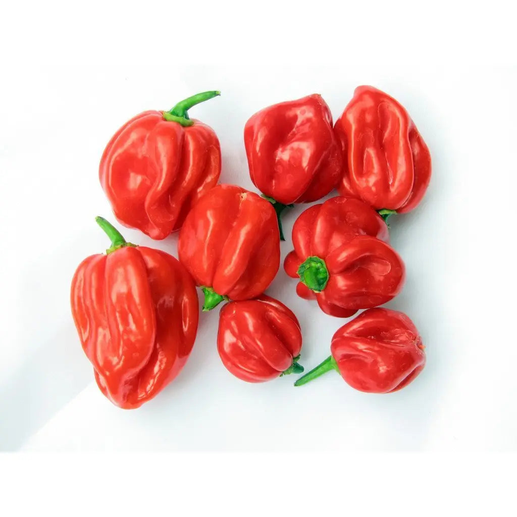 Fresh Scotch Bonnet Chilli Peppers 150g.