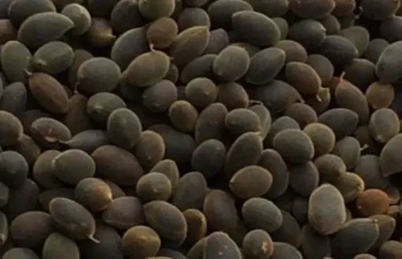 TAMARIND ICHEKU AWIN 100G