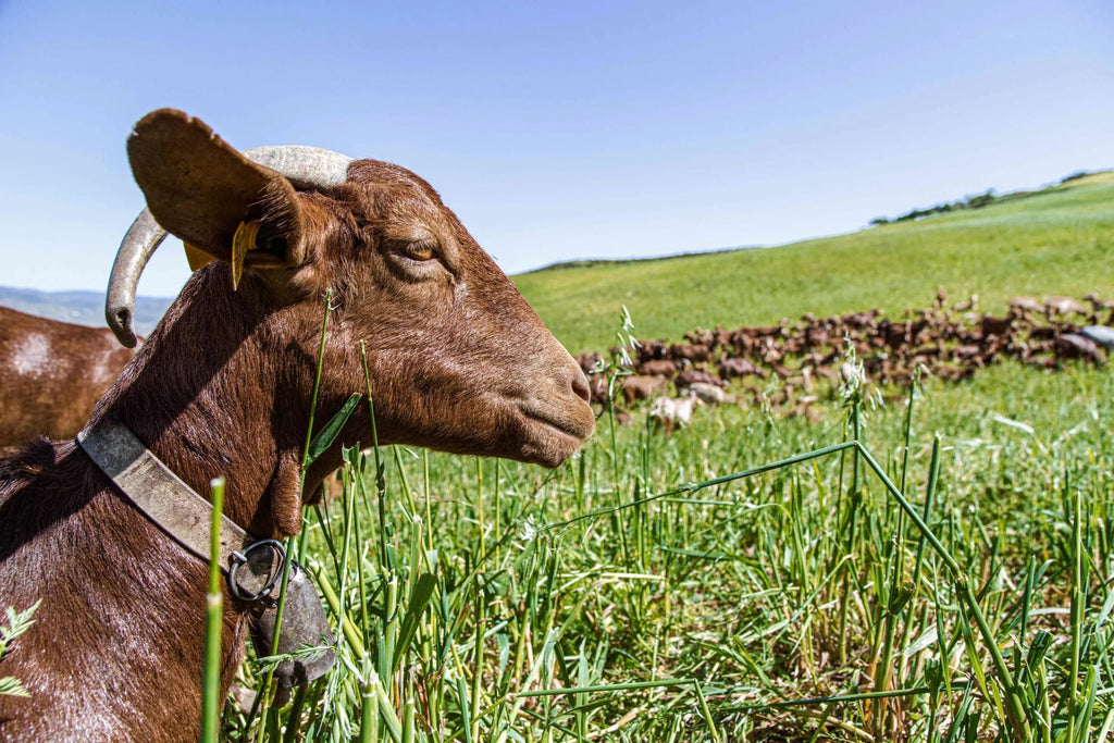 Goat Meat (Coviher) | Fresh & Frozen 5kg