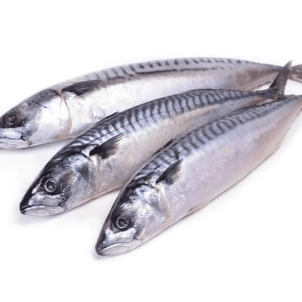 Mackerel Fish (Titus) | Pack of 3