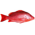Red Snapper Fish x 2